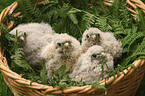 kestrels