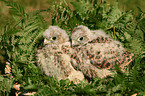 young kestrels