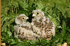 young kestrels