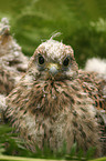 young kestrel