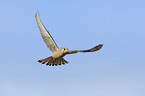 kestrel
