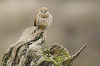 kestrel