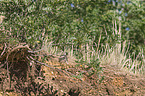 kestrel