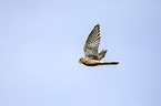 kestrel