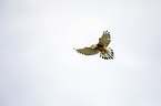 kestrel