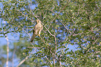 kestrel