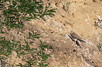 kestrel