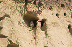 kestrel