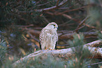 kestrel