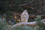 kestrel