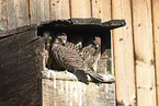 young kestrels