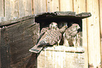 young kestrels