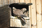 young kestrels