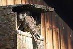 young kestrels