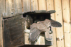 young kestrels