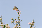 kestrel