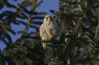 kestrel