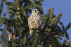 kestrel