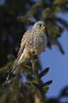 kestrel