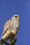 kestrel