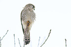 kestrel