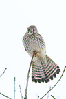 kestrel