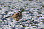 kestrel