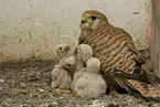 kestrels