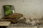 kestrels