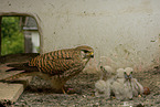 kestrels