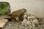 kestrels