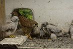 kestrels
