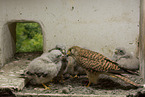 kestrels