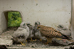 kestrels