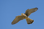 kestrel