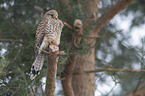 kestrel