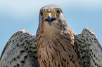 kestrel