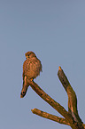 kestrel