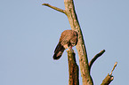 kestrel