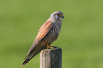 kestrel