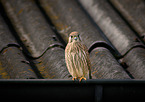 Kestrel sits on roof