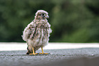 young kestrel