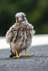 young kestrel