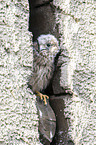 young kestrel
