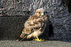young kestrel