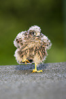 young kestrel