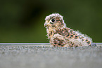 young kestrel