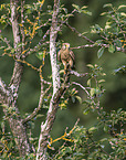kestrel