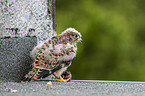 young kestrel