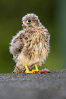 young kestrel